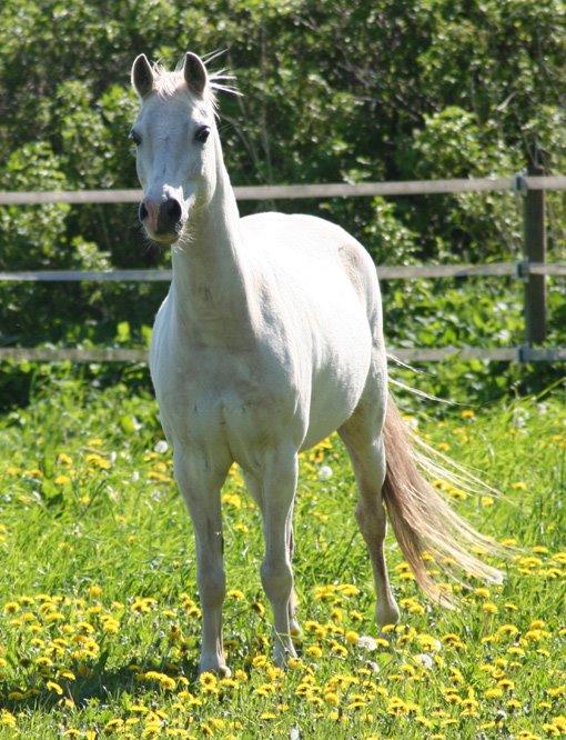 Welsh Mountain (sec A) Gammelgangs garp SOLGT billede 19