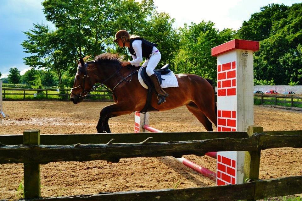 Welsh Cob (sec D) Låddenhøjs Donnovan billede 18