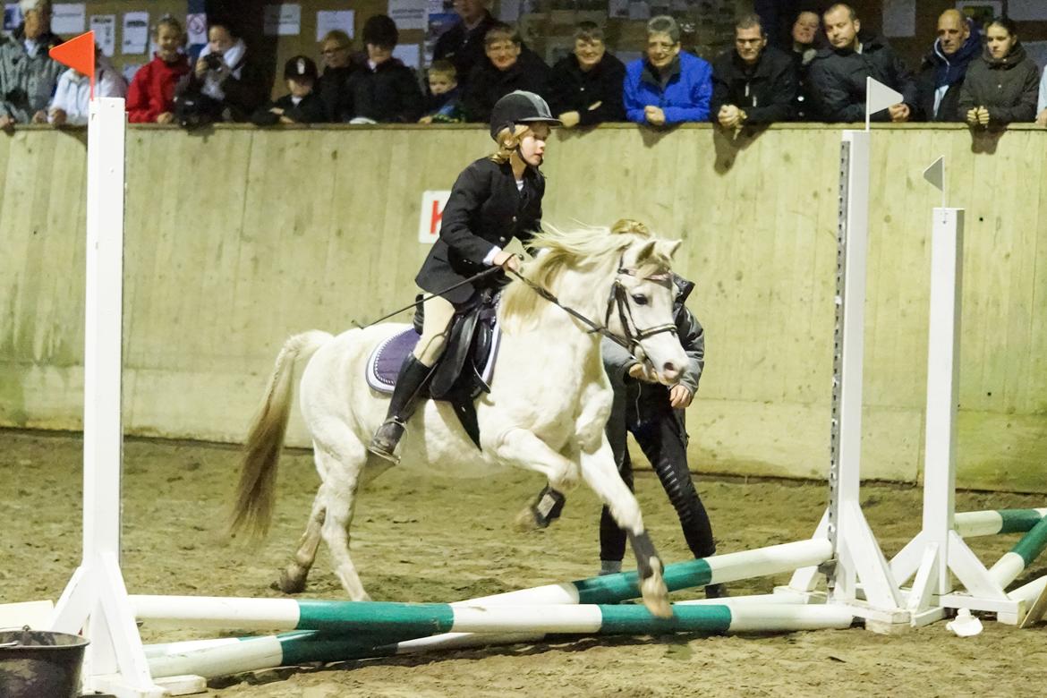 Welsh Mountain (sec A) Gammelgangs garp SOLGT billede 2