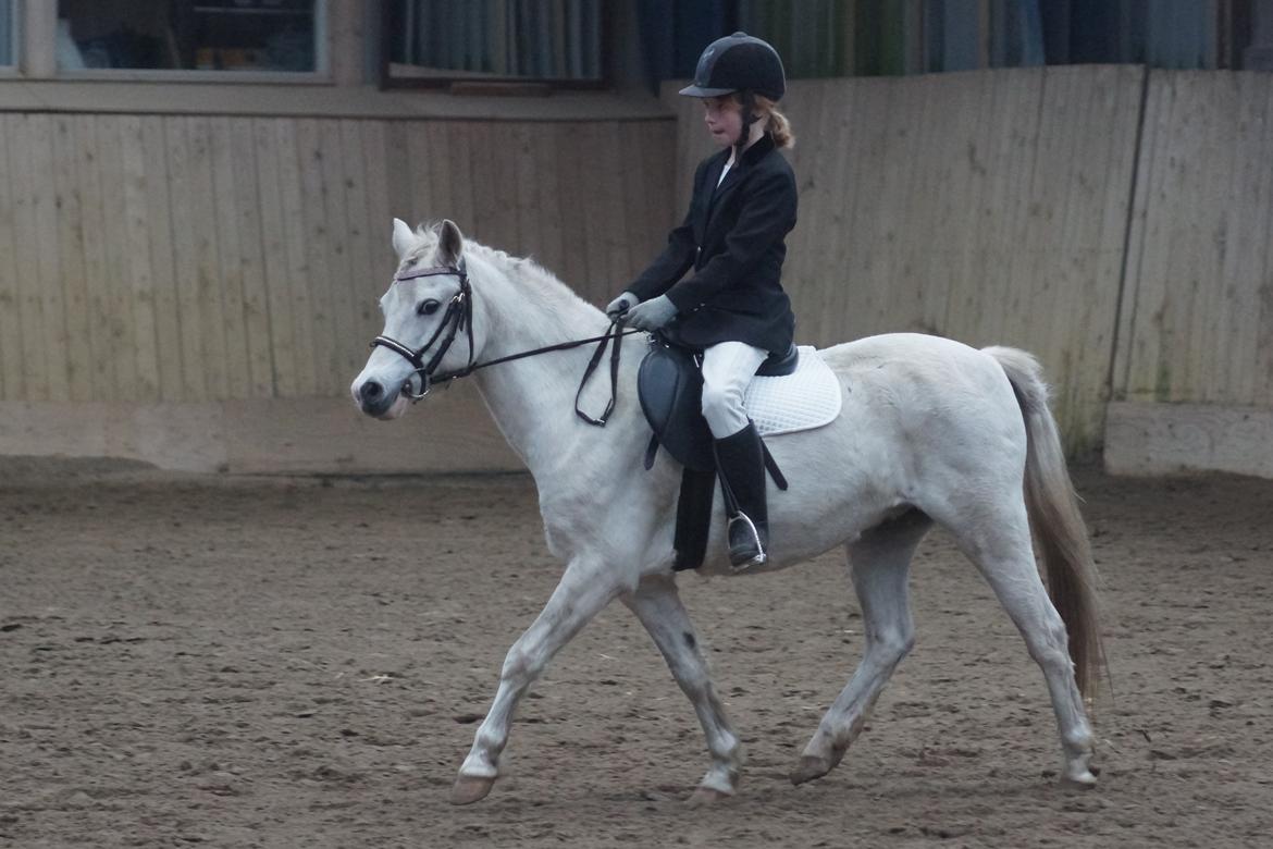 Welsh Mountain (sec A) Gammelgangs garp SOLGT billede 24