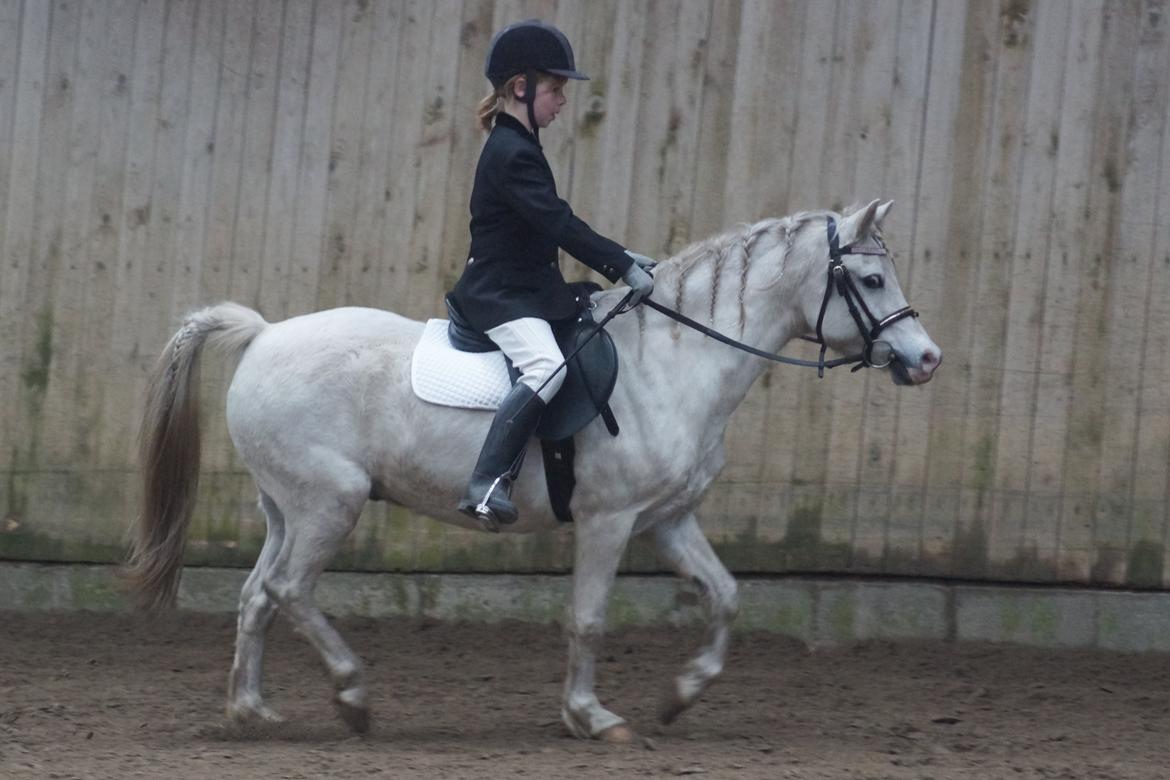 Welsh Mountain (sec A) Gammelgangs garp SOLGT billede 23