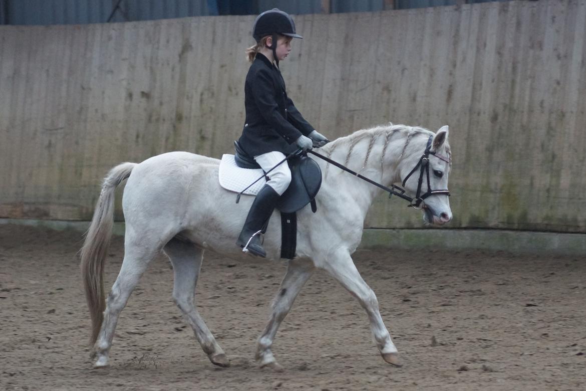 Welsh Mountain (sec A) Gammelgangs garp SOLGT billede 20