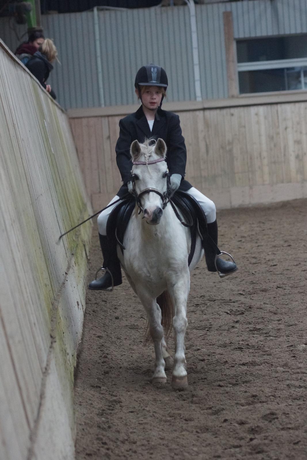 Welsh Mountain (sec A) Gammelgangs garp SOLGT billede 25