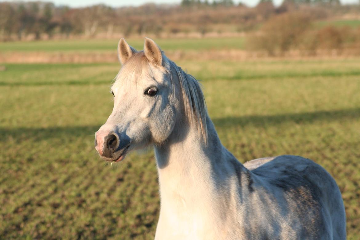 Welsh Mountain (sec A) Gammelgangs garp SOLGT billede 26
