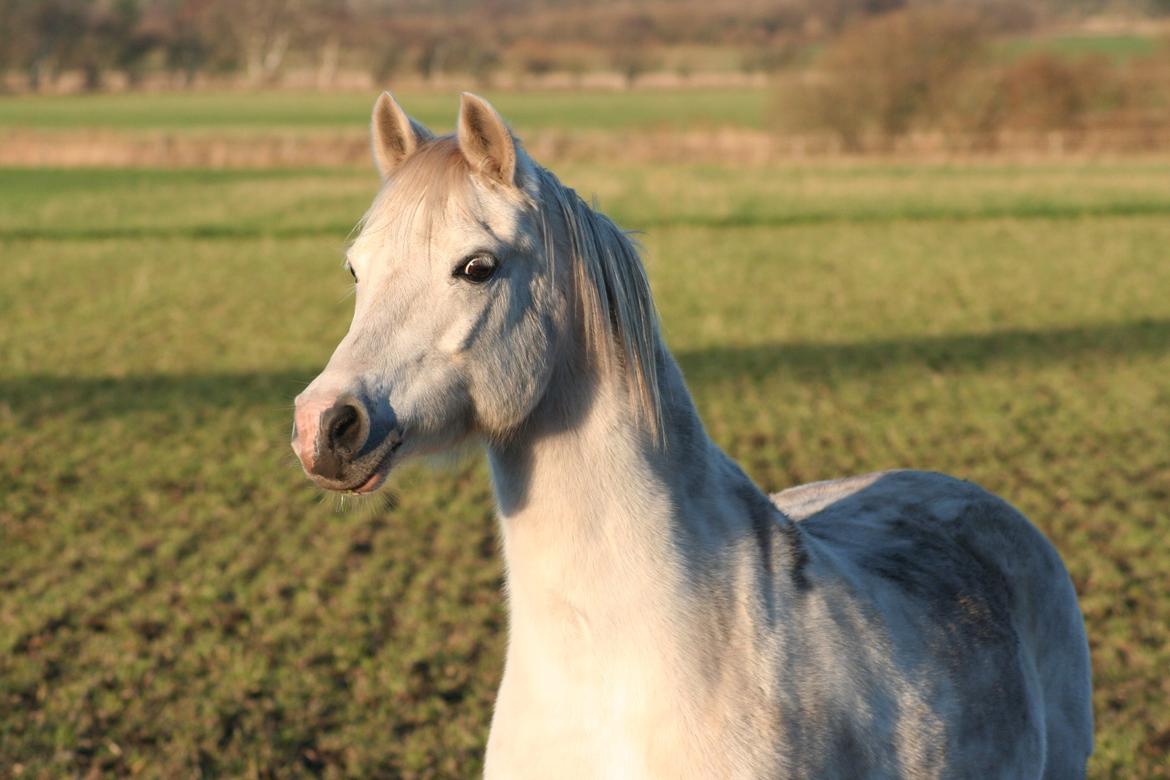 Welsh Mountain (sec A) Gammelgangs garp SOLGT billede 21