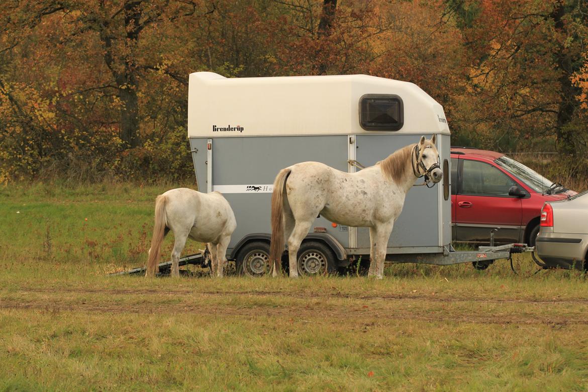 Welsh Mountain (sec A) Gammelgangs garp SOLGT billede 27