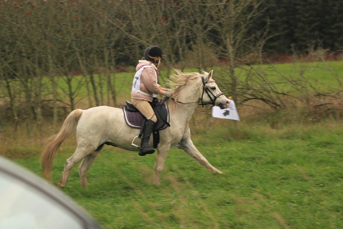 Welsh Mountain (sec A) Gammelgangs garp SOLGT billede 28