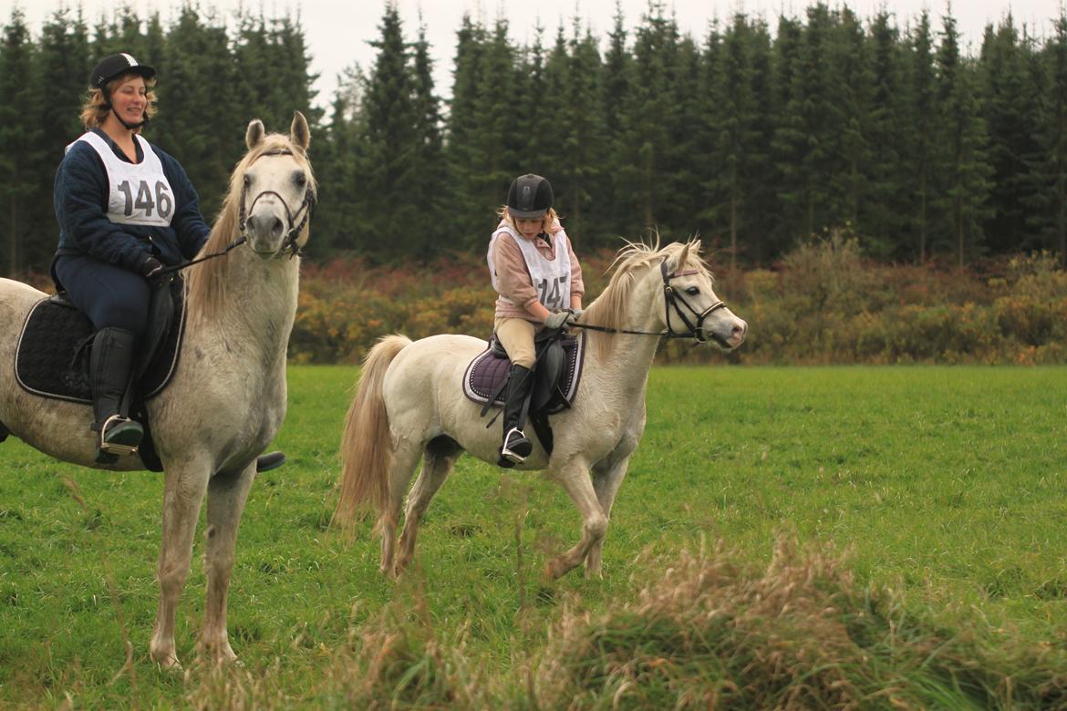 Welsh Mountain (sec A) Gammelgangs garp SOLGT billede 29