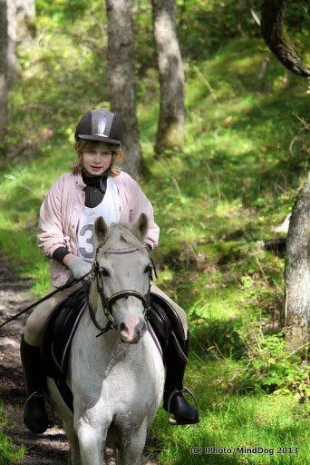 Welsh Mountain (sec A) Gammelgangs garp SOLGT billede 30