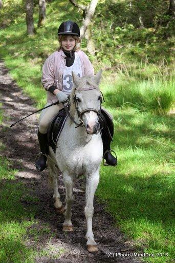 Welsh Mountain (sec A) Gammelgangs garp SOLGT billede 31