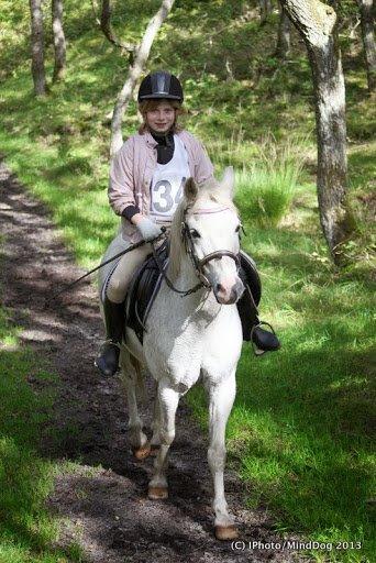 Welsh Mountain (sec A) Gammelgangs garp SOLGT billede 32