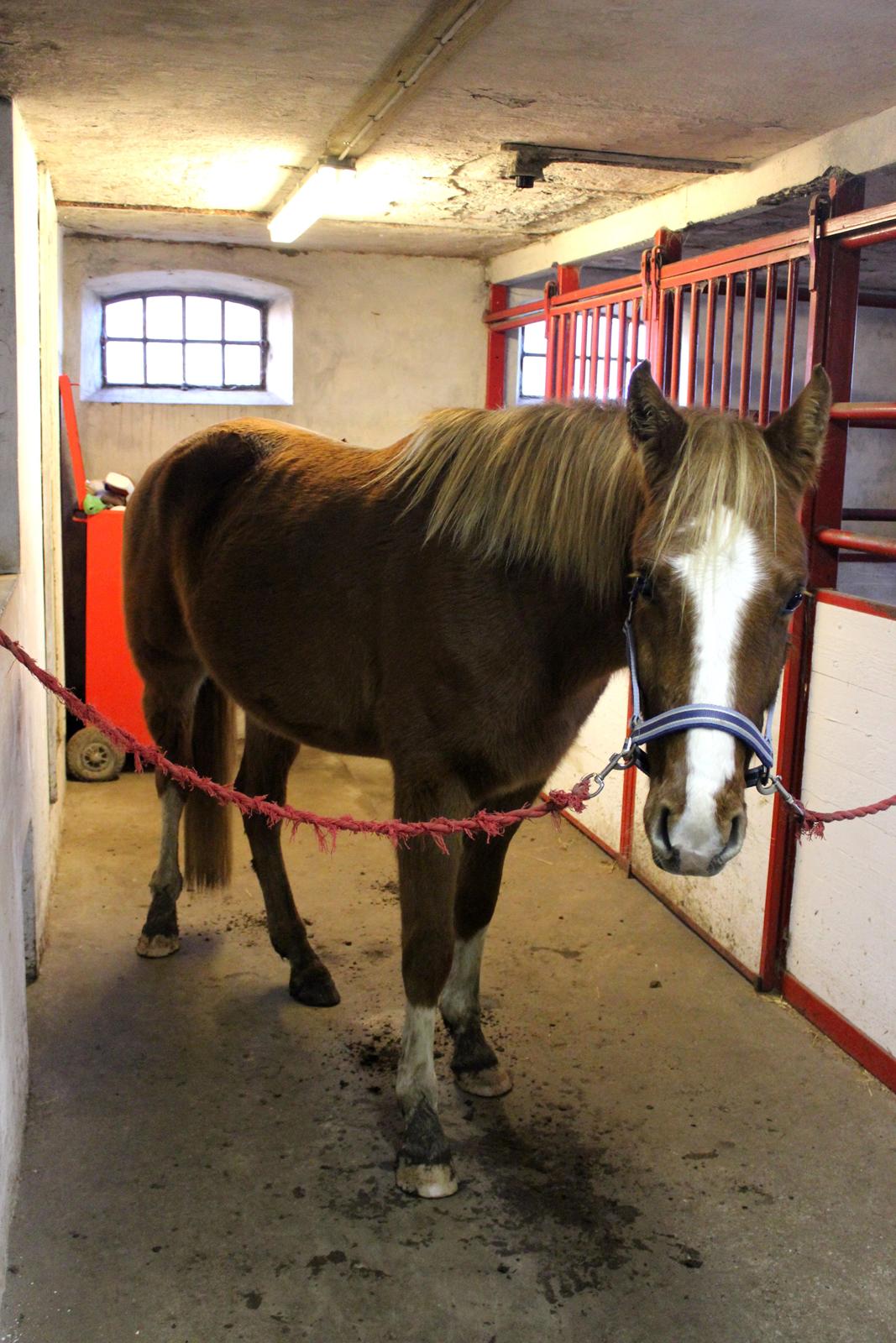 DSP Nørretelling's Ballou -  - Foto: Mig billede 37