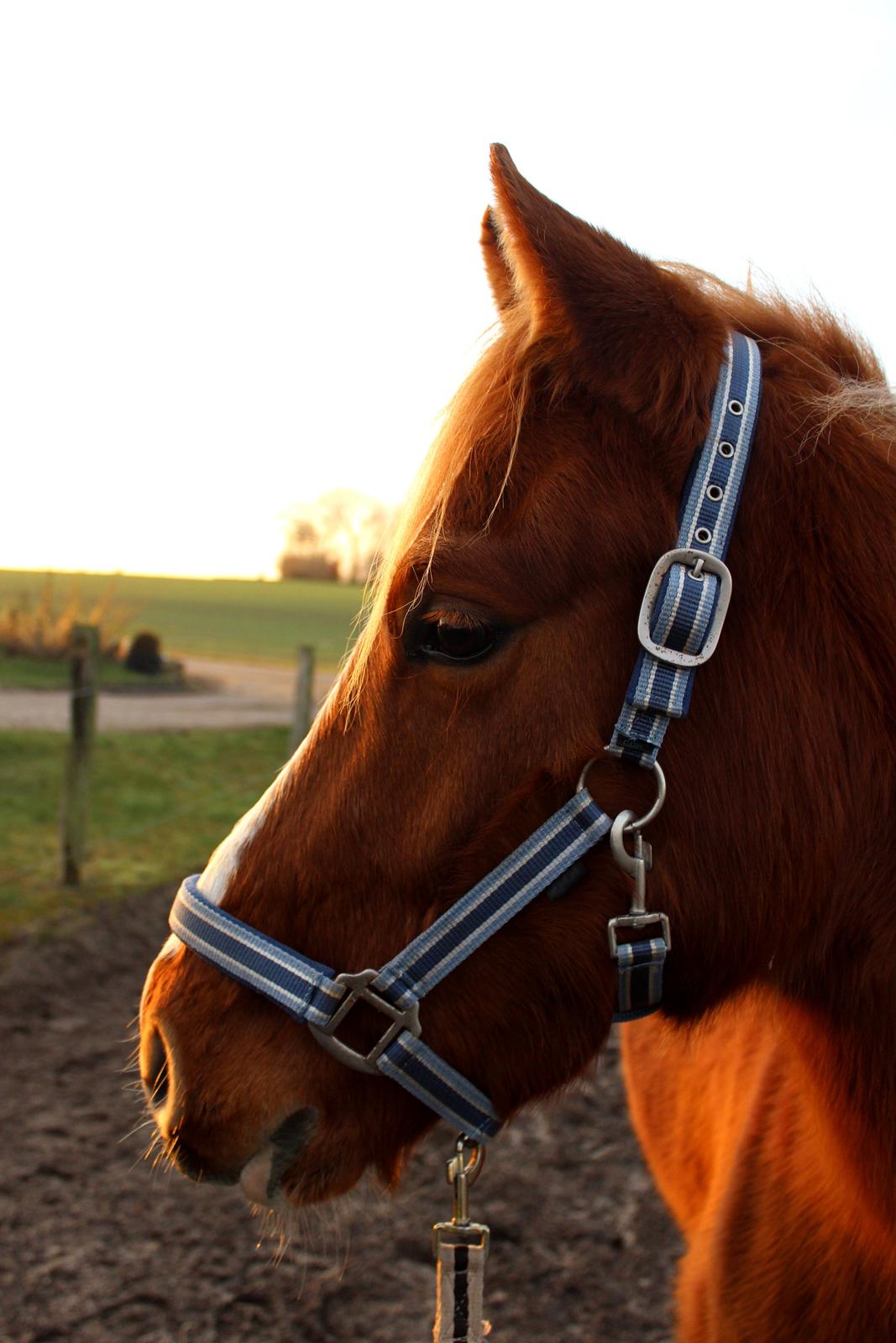 DSP Nørretelling's Ballou -  - Foto: Mig billede 4