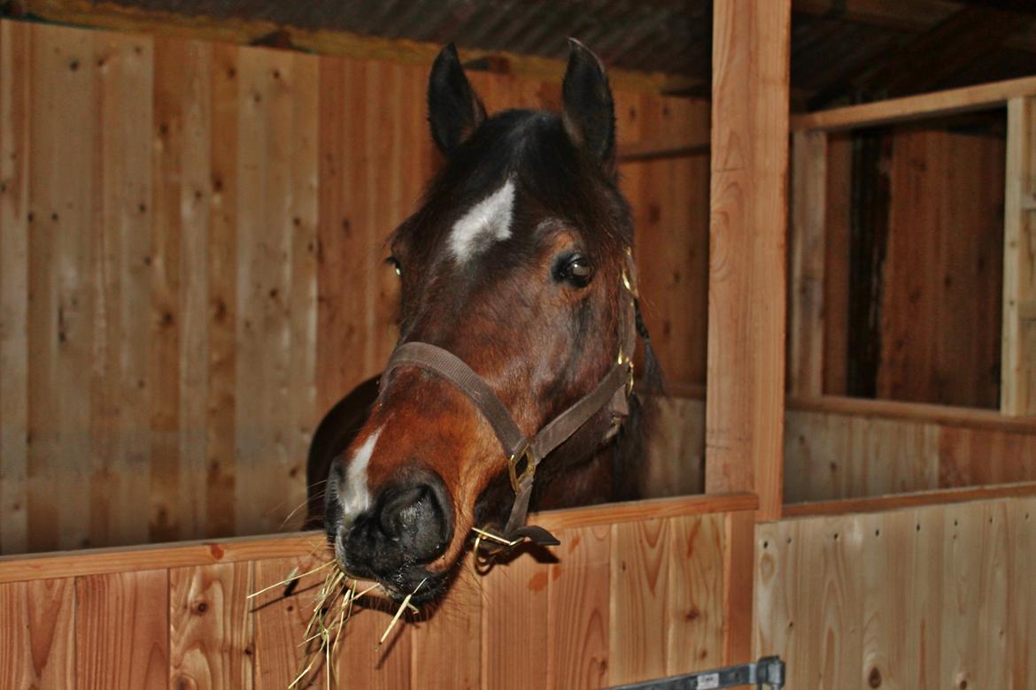 Welsh Pony af Cob-type (sec C) Rytterbjergets Undine aka. Pony-pige - Lige da hun kom hjem  billede 2
