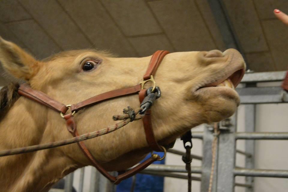 Anden særlig race Sioux billede 3