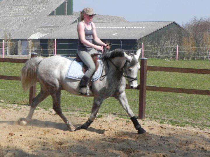 Arabisk fuldblod (OX) Picasso solgt <3 billede 2