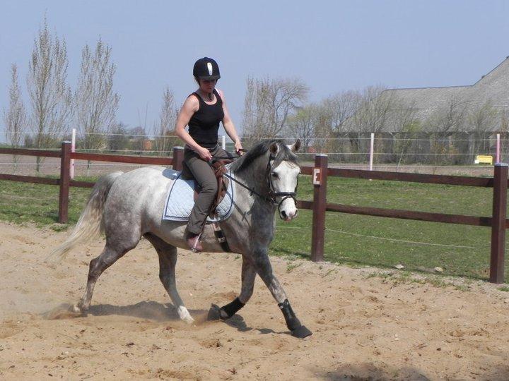 Arabisk fuldblod (OX) Picasso solgt <3 billede 3