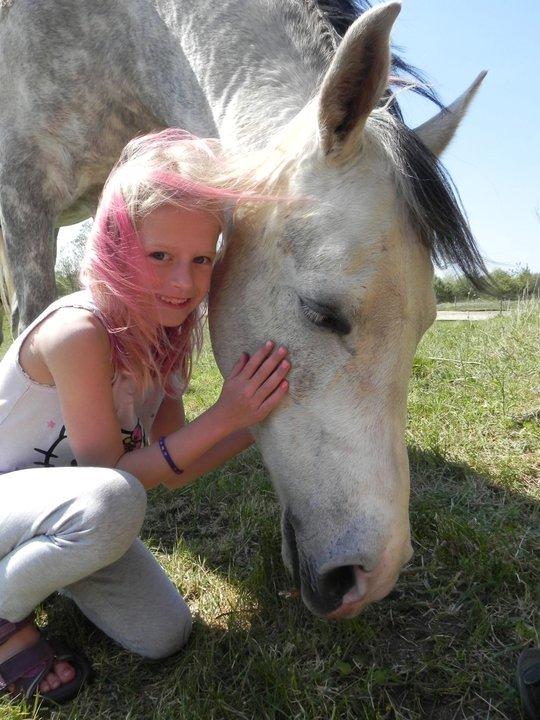 Arabisk fuldblod (OX) Picasso solgt <3 billede 5