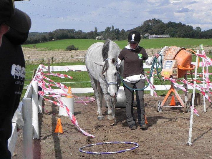 Arabisk fuldblod (OX) Picasso solgt <3 billede 6