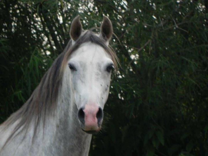 Arabisk fuldblod (OX) Picasso solgt <3 billede 7