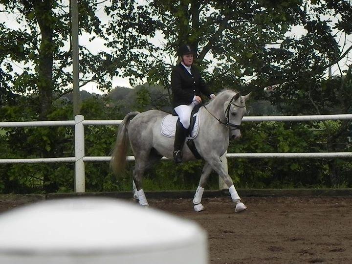 Arabisk fuldblod (OX) Picasso solgt <3 billede 8