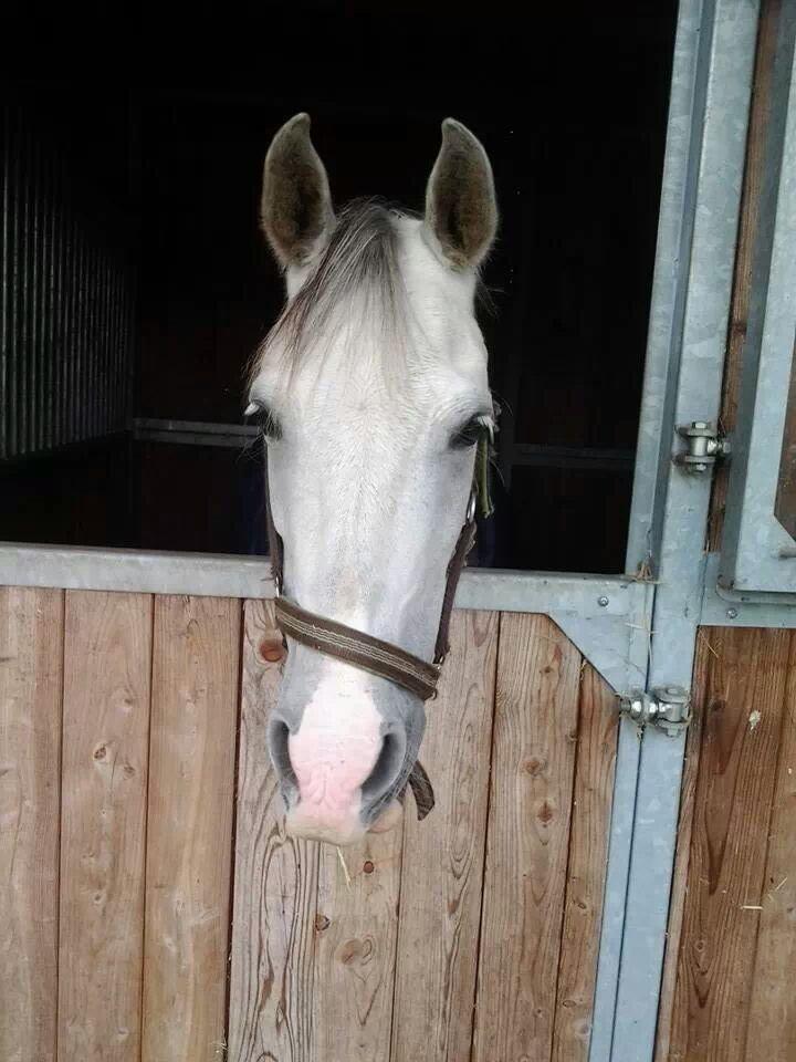 Arabisk fuldblod (OX) Picasso solgt <3 billede 9