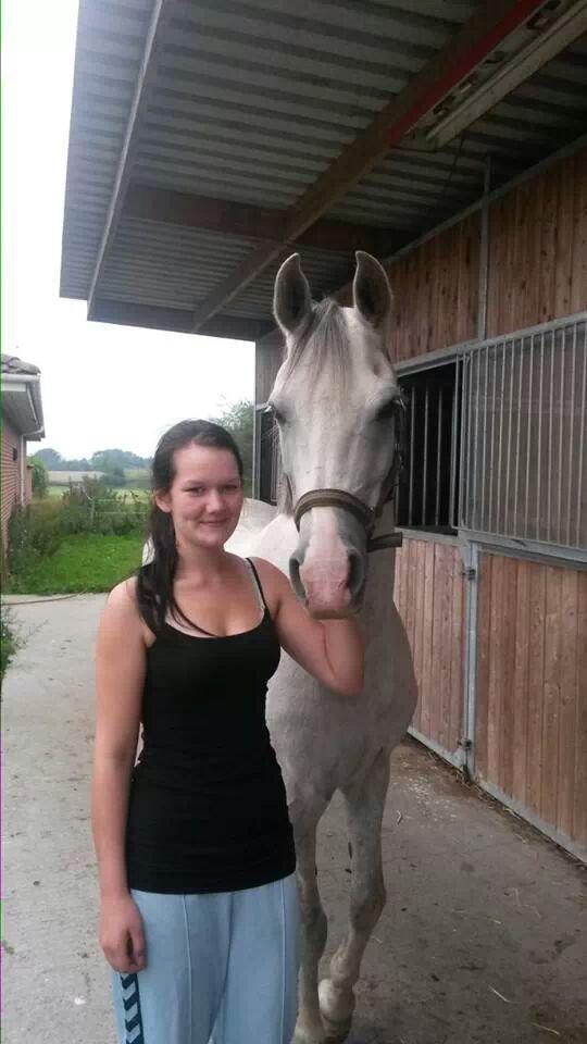 Arabisk fuldblod (OX) Picasso solgt <3 billede 10