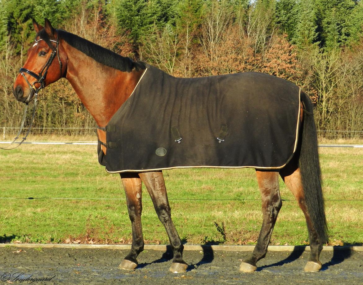 Hollandsk Varmblod W. catsburg billede 9