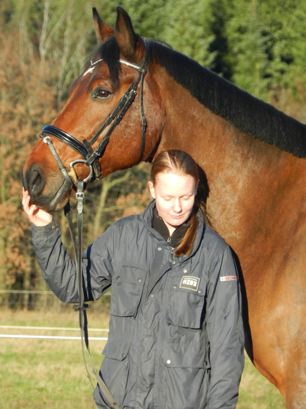 Hollandsk Varmblod W. catsburg billede 5