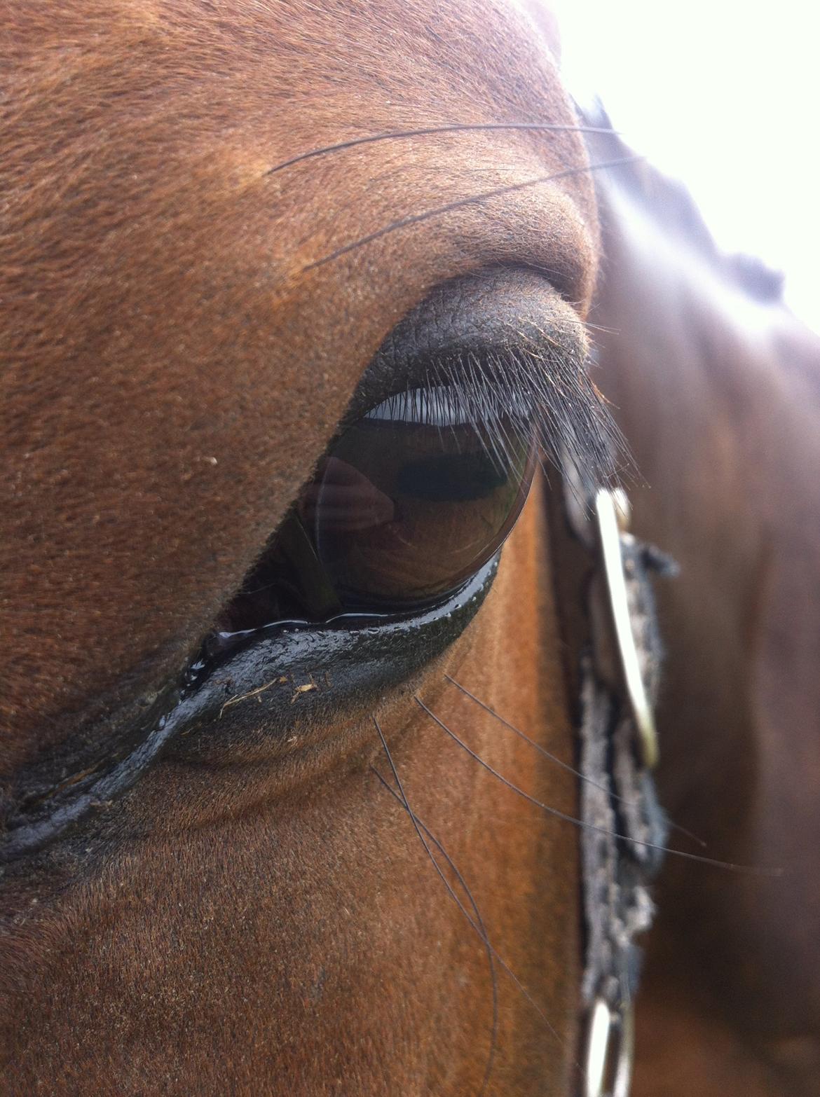 Holstener Mailunds Calua billede 20