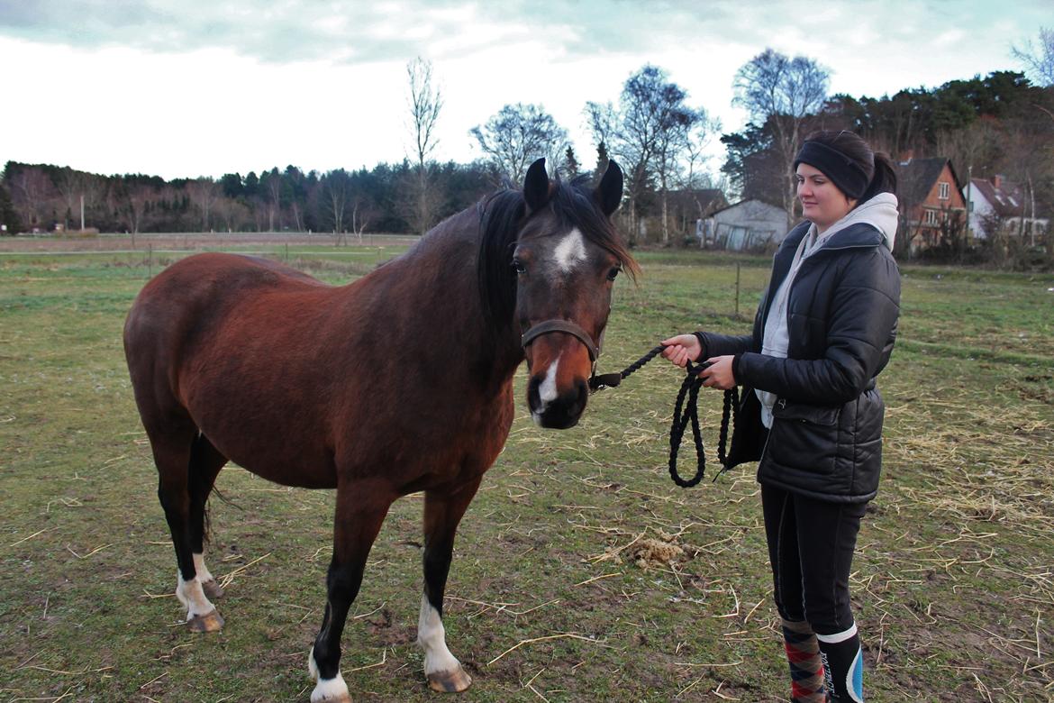 Welsh Pony af Cob-type (sec C) Rytterbjergets Undine aka. Pony-pige - Da vi var ude og se Pony for første gang billede 4