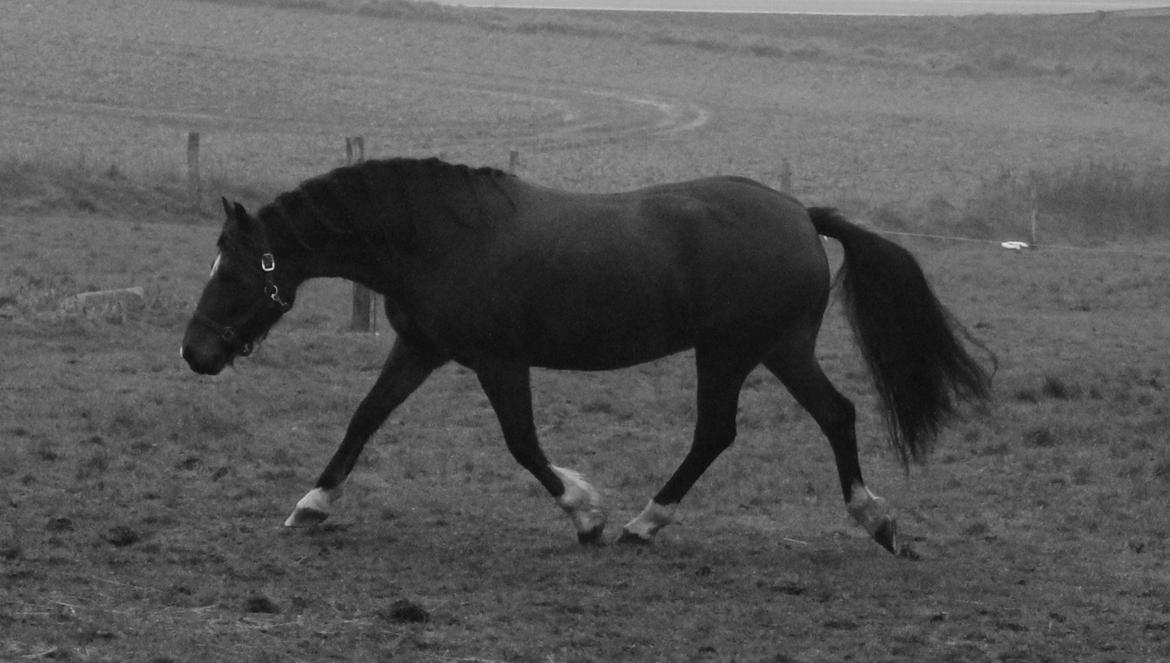 Welsh Pony af Cob-type (sec C) Rytterbjergets Undine aka. Pony-pige billede 6