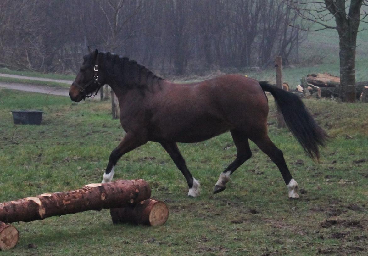 Welsh Pony af Cob-type (sec C) Rytterbjergets Undine aka. Pony-pige billede 8