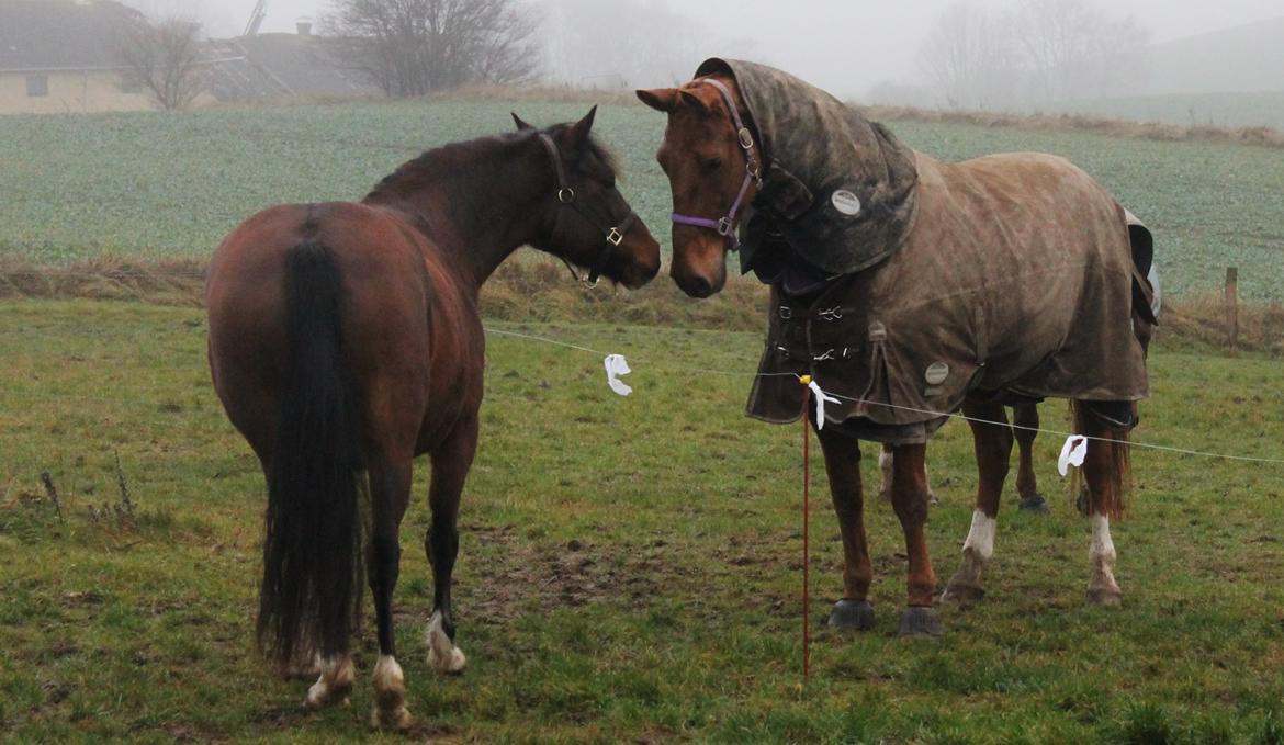 Welsh Pony af Cob-type (sec C) Rytterbjergets Undine aka. Pony-pige - Pony og Thor's første møde :) billede 11