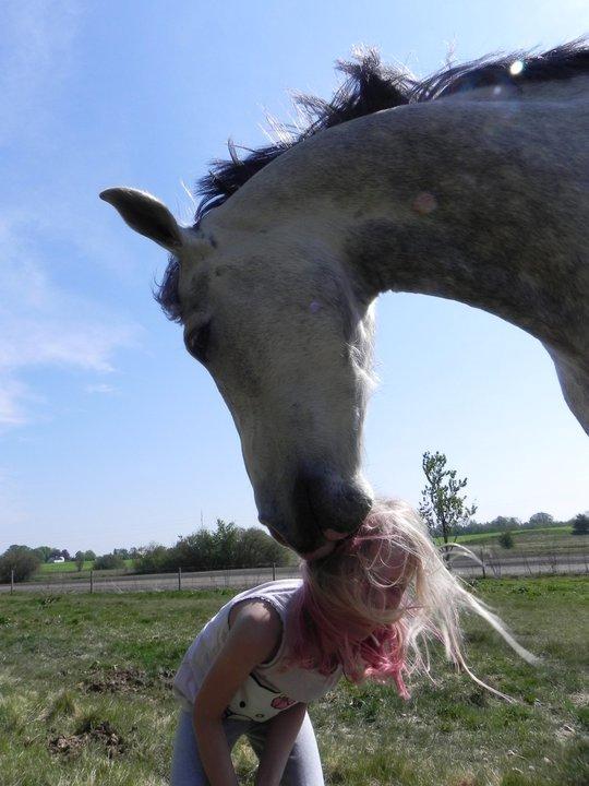 Arabisk fuldblod (OX) Picasso solgt <3 billede 12