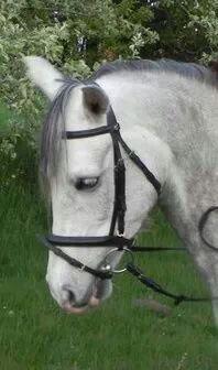 Arabisk fuldblod (OX) Picasso solgt <3 billede 14