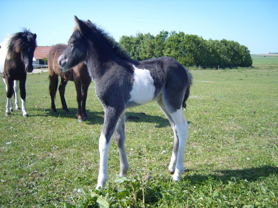 Islænder Fina fra Nysted billede 17