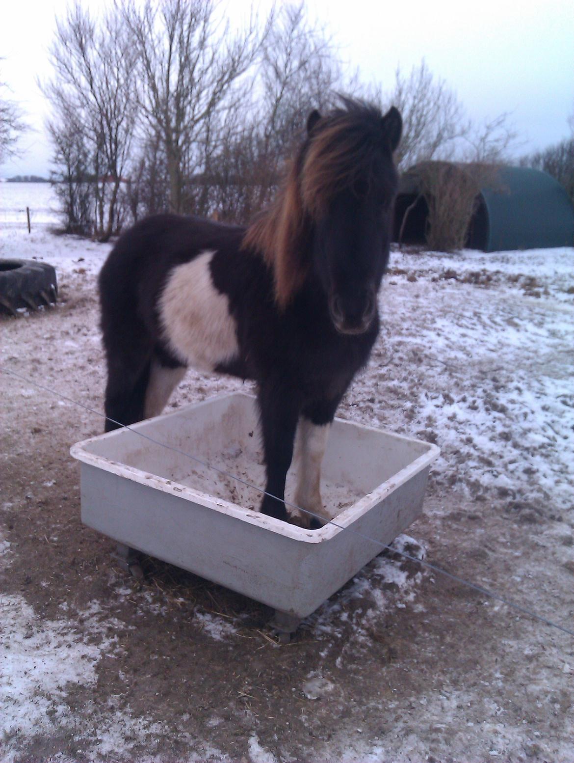 Islænder Fina fra Nysted - Min meget madglade hest :D billede 18