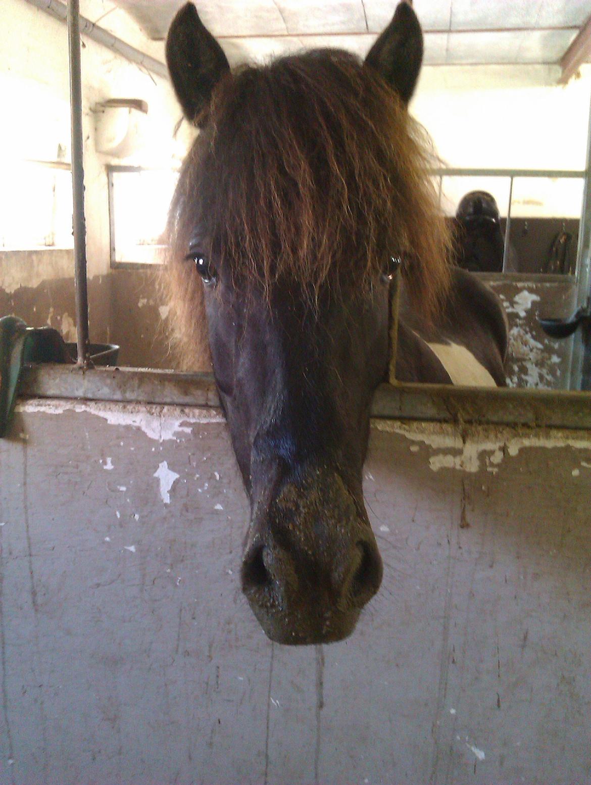 Islænder Fina fra Nysted - Mad i hele hovedet :D billede 19