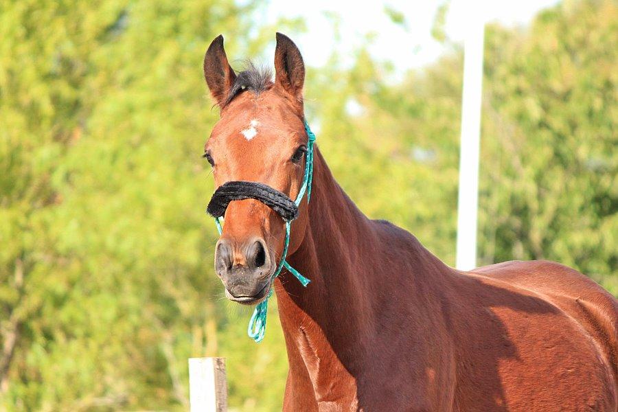 Dansk Varmblod Kanwas Frydenlund - Babyfjæs //Sensommer2013// billede 2