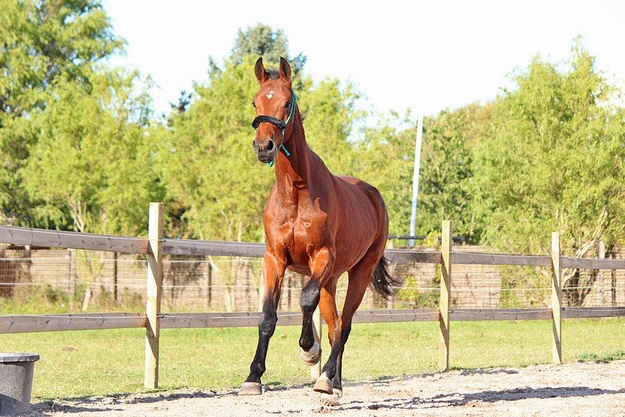 Dansk Varmblod Kanwas Frydenlund billede 20