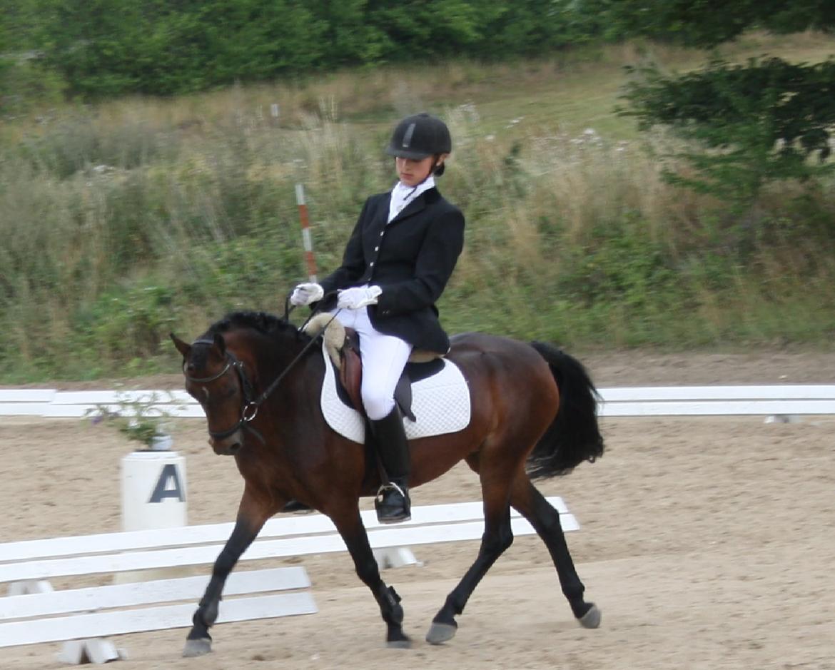 Welsh Pony (sec B) Lyngvejens Ronja - Smuksak!!<3 billede 2