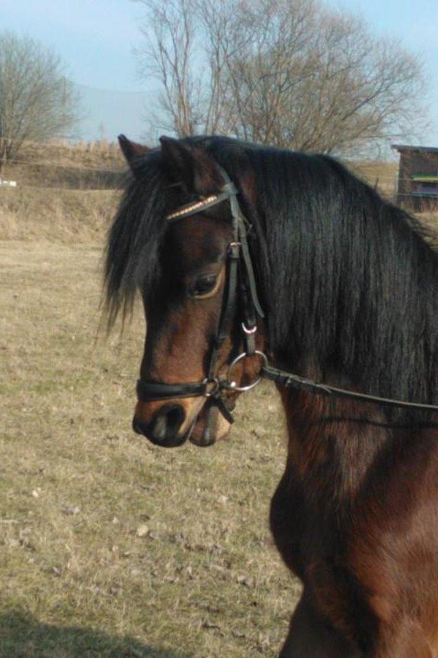 Welsh Pony (sec B) Lyngvejens Ronja - Dejlige Romkugle:D billede 3