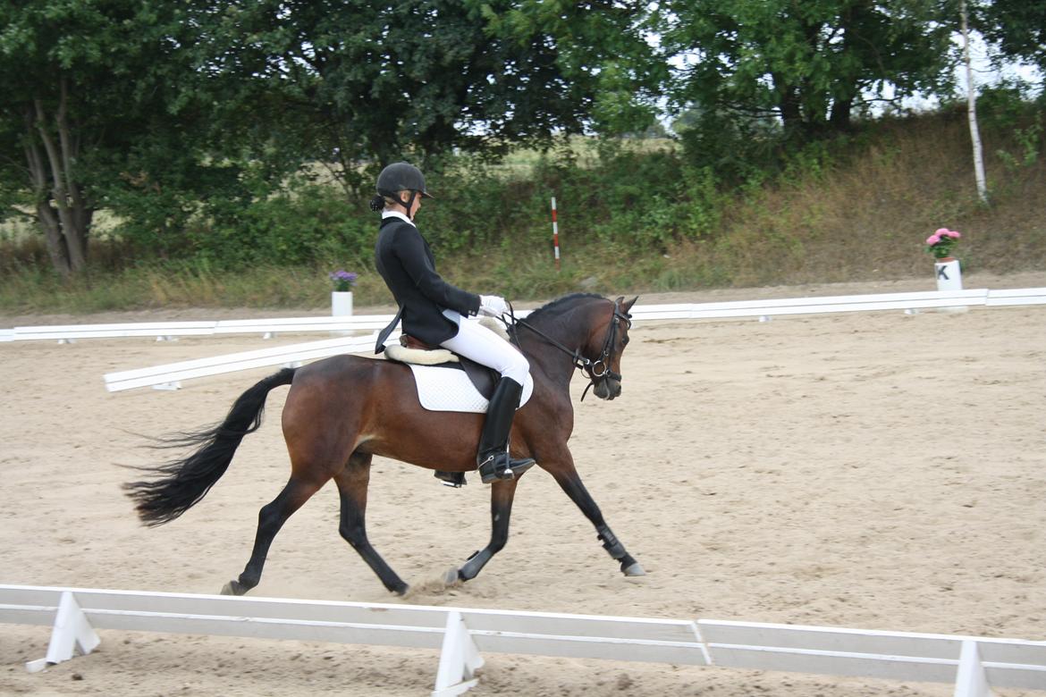 Welsh Pony (sec B) Lyngvejens Ronja billede 4