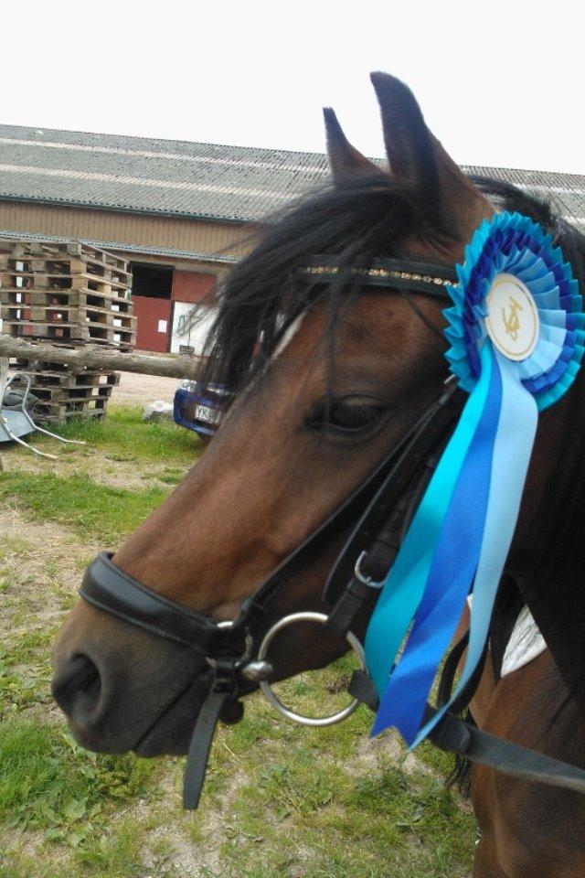 Welsh Pony (sec B) Lyngvejens Ronja billede 6