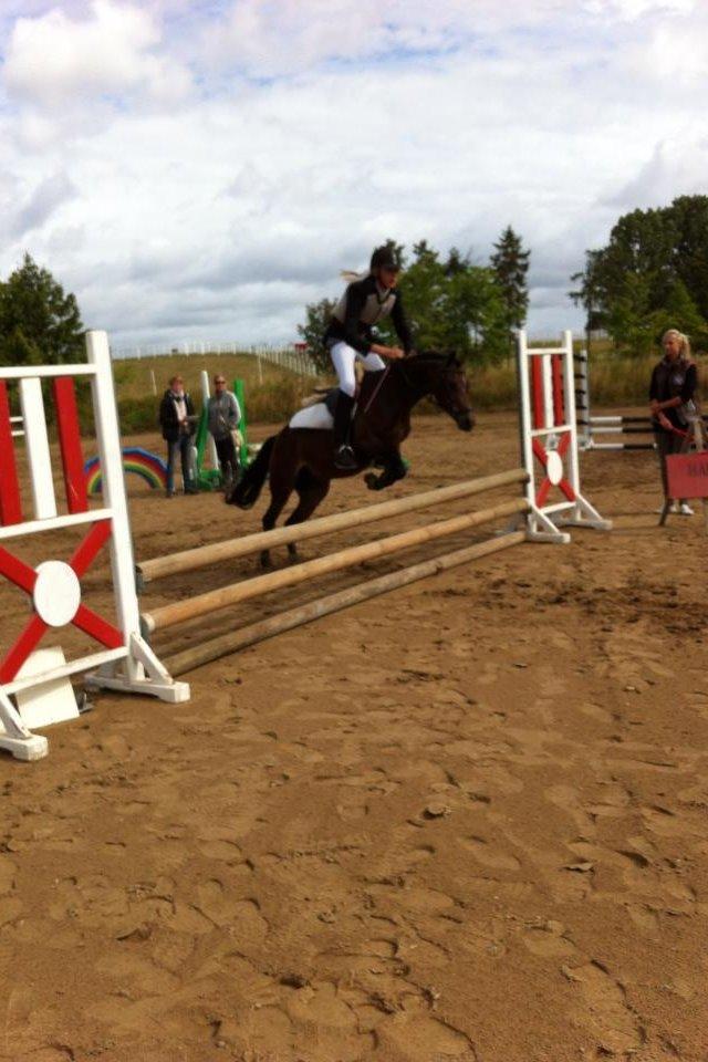 Welsh Pony (sec B) Lyngvejens Ronja billede 7