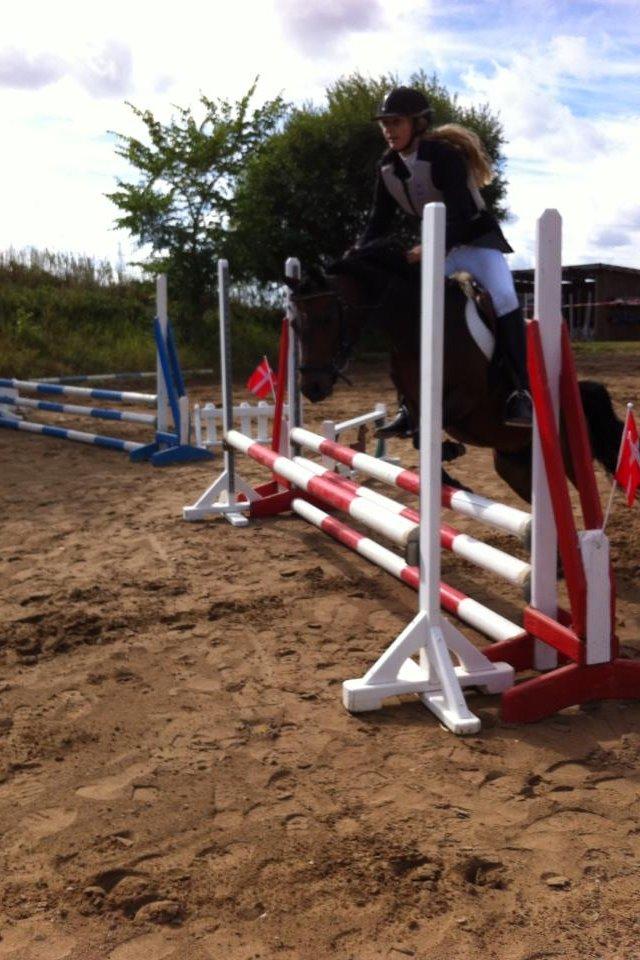 Welsh Pony (sec B) Lyngvejens Ronja billede 8