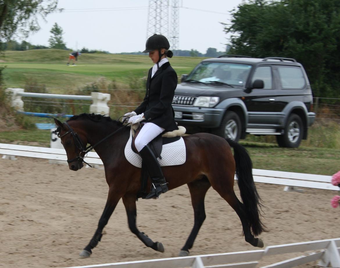 Welsh Pony (sec B) Lyngvejens Ronja billede 9