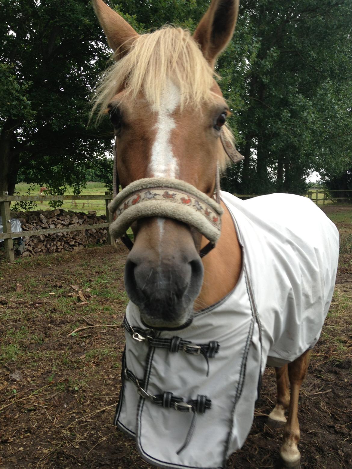 Anden særlig race Stald Poppels Snuggi billede 5