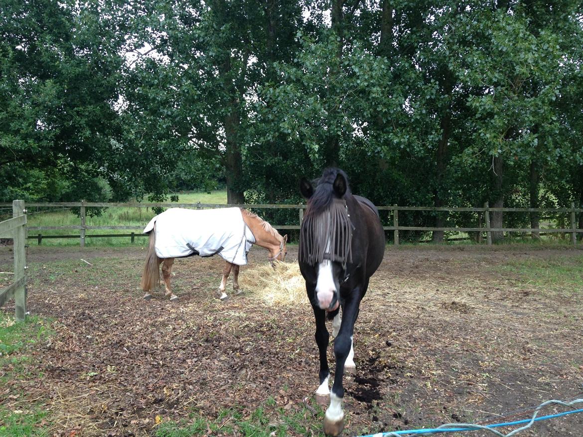 Anden særlig race Stald Poppels Snuggi billede 7